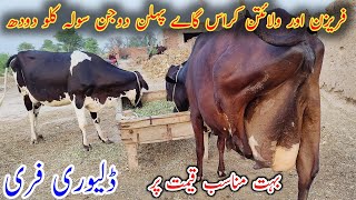 Fresein cross cow first and second timer 16kg milk by hand|فریزن پہلن دوجن کراس گاے|Gujar farming tv