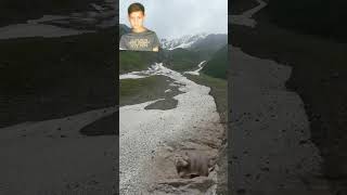 Snowy Cats In Wild Snow Mountain