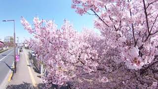 [4Ks+3D Audio] Cherry blossom in Tokyo 2021