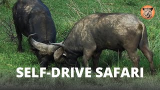 Safari Self Drive | Ghosts of the Pilanesberg (African Buffalo)