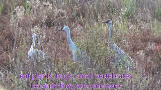 SANDHILL CRANE song