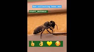 🐝 Bee collecting bees wax for their hive #viralvideo #viralmusic #education #beekeeping