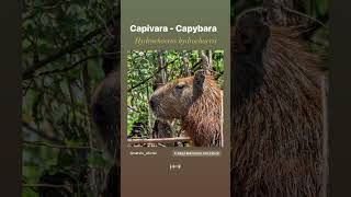 Capivara - capybara