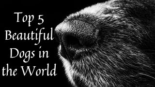 Top 5 Beautiful Dogs in the World. Do you wamt to see them.