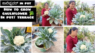 Terrace Gardening||How to grow cauliflower in pot|| Organic farming ಪಾಟ್ಅಲ್ಲಿ ಗಿಡ ಬೆಳೆಸೋದು ಹೇಗೆ ನೊಡಿ