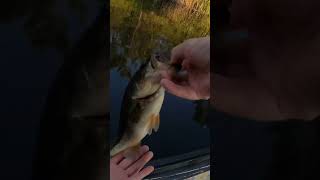 THANKS for the BATH!!!🤬#fishing #outdoors #youtube #subscribe #shorts #comment #bass #nature