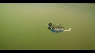 Chronique pêche - Leurres productif pour le brochet