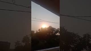 beautiful evening#sunset  #with #parrots sound#shortsvideo #cuteparrot #