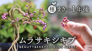 ムラサキシキブ 種まき～1年後の成長記録【Bonsai diary 盆栽日記 1/29】初心者の簡単盆栽の作り方 やり方 Callicarpa japonica Sowing seeds EOS R5