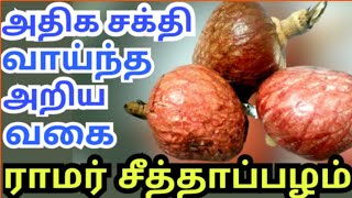 ராமர் சீதா பழம் பயன்கள்| ram seetha fruit benefits| red custard apple benefits| ram seetha palam