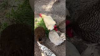 Chicken check-in #shorts #backyardchickens #chickensaspets #chickenlife