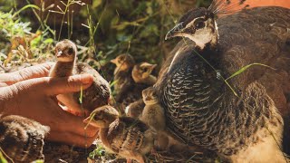 En la naturaleza todo llega a tiempo - Crias de pavo real y cosecha de almendra ecológica