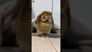 Cute 🥰😍😍 #cute #cuteanimal #funny #youtubeshorts #baby