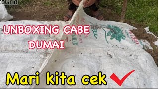 PENAMPAKAN ANAK CABE DUMAI SETELAH DI UNBOXING