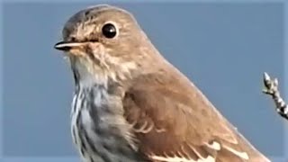 秋、虫を空中キャッチする鳥の姿がありました。　　エゾビタキ　シジュウカラ　ヤマガラ　エナガ　モズ　メジロ　カワセミ　イソヒヨドリ　ビンズイ　ノビタキ　チュウサギ？　ダイサギ