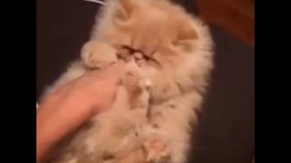 Cute cat plays with owner     ≡Милая кошка играет с хозяйкой✡