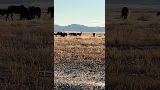 Pt2 onaqui mustangs (wild horses) along the historic pony express route Utah