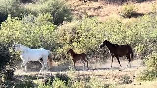 BEAUTIFUL BABY BOY 🐎  WILD HORSE ACTIVITY  🐎 MUSTANGS in AMERICA 🇺🇸