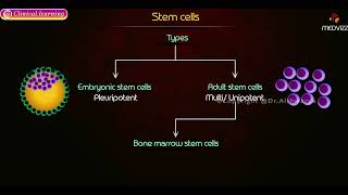 Stem Cells