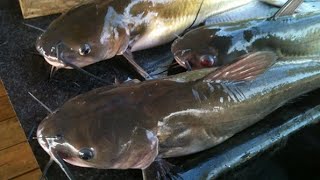 HOW TO DRY A HIGH QUALITY SMOKE CATFISH FOR COMMERCIAL PURPOSES.