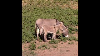 Wild Burros - Lake Pleasant Arizona