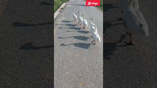 White ducks & their shadow # birdslovers # #foryou # YouTube Short's