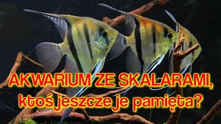 AKWARIUM 260 litrów ze SKALARAMI