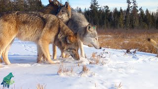 Stunning footage of the Cranberry Bay Pack on a beaver dam