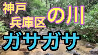 ガサガサ  神戸市兵庫区の川