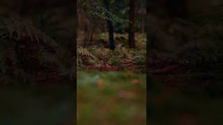 Rainy Camp Vibes: Morning in the Woods with Cows #camping #wintercamping #wildcamping