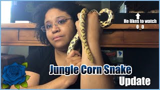 Jungle Corn Snake Update | June 2022