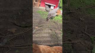 Świeża trawa dla kur #nature #chicken #garden #farm #birds