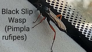 Black Slip Wasp (Pimpla rufipes)