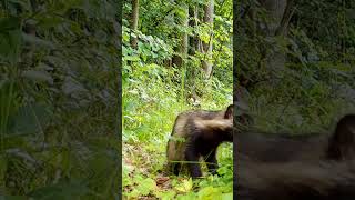 Watch the raccoon dog pups play around with the trail camera!  #tanukipuppy