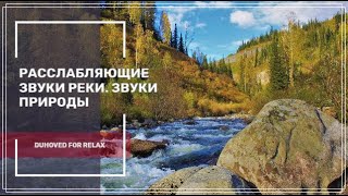 Расслабляющие звуки реки. Звуки природы ✦ Пение Птиц ✦ Relaxing