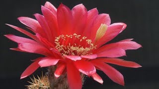 Echinopsis. Lobivia.