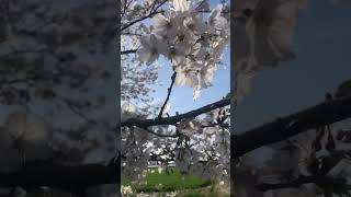 SAKURA IN JAPAN #japan #japantravel #japanvlog #sakura #cherryblossom #pinoy #ilovejapan #loveyou