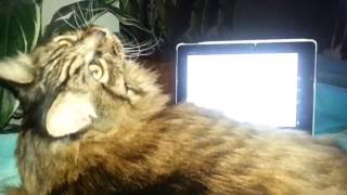 My Big Maine Coon Cat Arthur playing game on his tablet and watching youtube on 4k tv lol