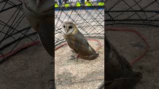 Beautiful Owl#trending #viral #reels #shortsyoutube #wildlife #shorts #owl #birds #lahore #wildbird