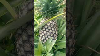 Nanasnya belum bisa dipanen #shorts #youtubeshorts #farmer #garden #pineapple