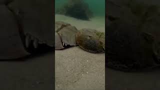 Мечехвосты_Horseshoe Crabs #shorts