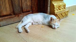 Smart mom cat always sleep outdoor to wait for food from the monk