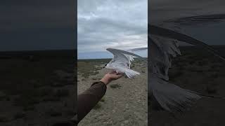 Chira de mare - Thalasseus sandvicensis - Sandwich tern #wildlife #birdsofmoldova #wildlifebirding