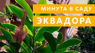 ЧТО ПРОИСХОДИТ ВО ВРЕМЯ ДОЖДЯ? Шум дождя из сада Эквадора