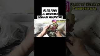 Ini dia pupuk yg menyuburkan keladi keris #pupukorganikterbaik #pupukterbaik