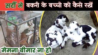 Bakri Ka Baccha Bimar Hone Se Kaise Bachaye |Memno Ko Kaise Rakhen|Vimalumrao