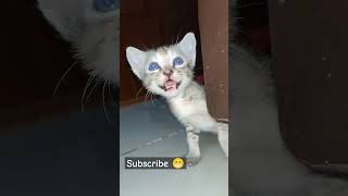 Hello Kitty #viral #cat #cats #catvideos #shorts #short #youtube #youtubeshorts #shortvideo #kitten