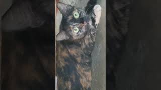 The Most Beautiful Cat#catmeowing #catnoise #catsound #cute