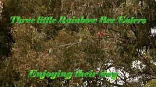 Rainbow Bee Eaters