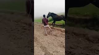 ماشاءاللہ اس بیوٹی فل ہورس 🐎❤❤